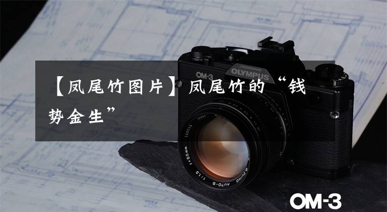 【凤尾竹图片】凤尾竹的“钱势金生”
