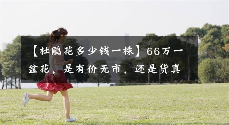 【杜鹃花多少钱一株】66万一盆花，是有价无市，还是货真价实？