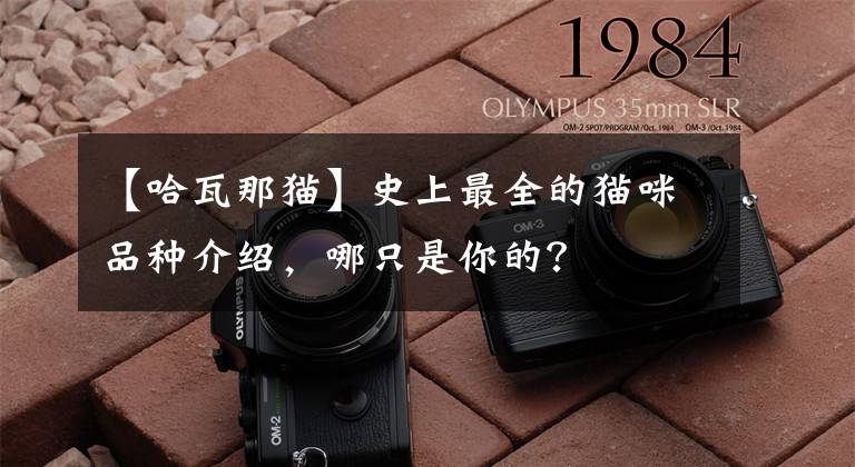 【哈瓦那猫】史上最全的猫咪品种介绍，哪只是你的？