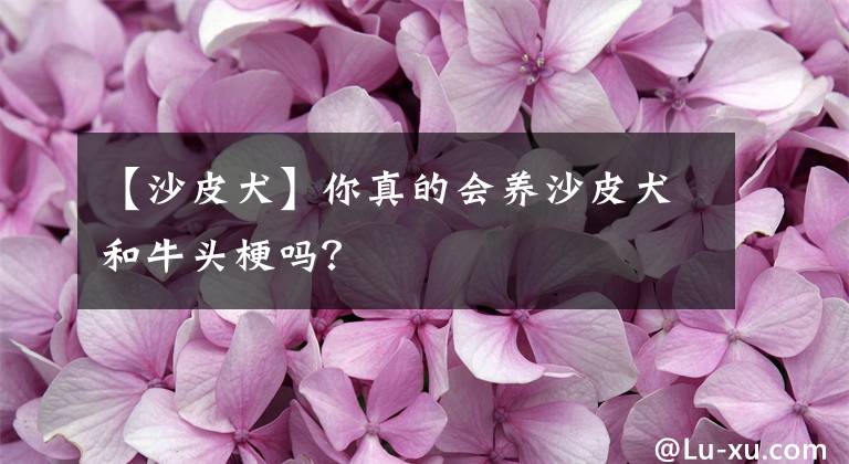 【沙皮犬】你真的会养沙皮犬和牛头梗吗？