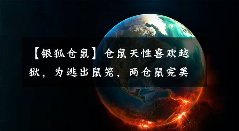 【银狐仓鼠】仓鼠天性喜欢越狱，为逃出鼠笼，两仓鼠完美配合成功脱逃