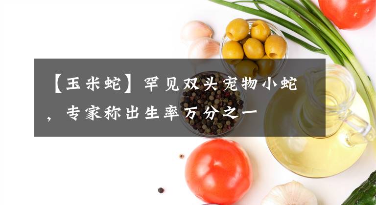 【玉米蛇】罕见双头宠物小蛇，专家称出生率万分之一