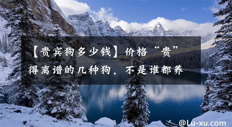 【贵宾狗多少钱】价格“贵”得离谱的几种狗，不是谁都养得起的