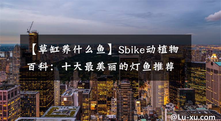 【草缸养什么鱼】Sbike动植物百科：十大最美丽的灯鱼推荐，草缸造景的好帮手
