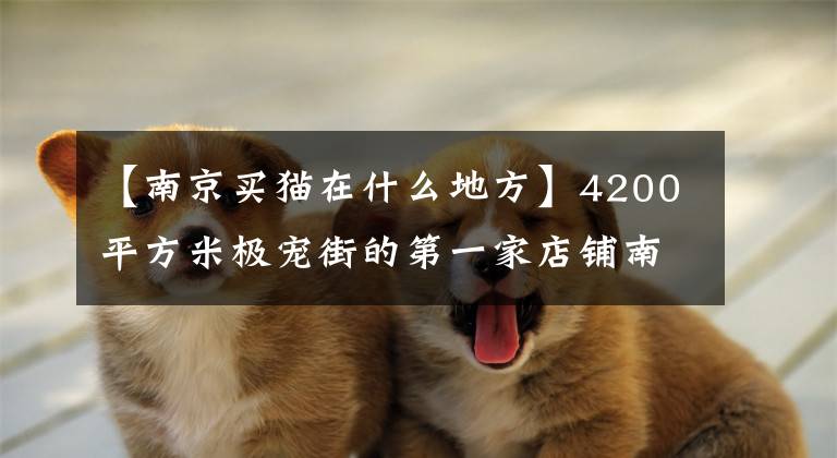 【南京买猫在什么地方】4200平方米极宠街的第一家店铺南京开业了，宠物的新零售风口已经打开。