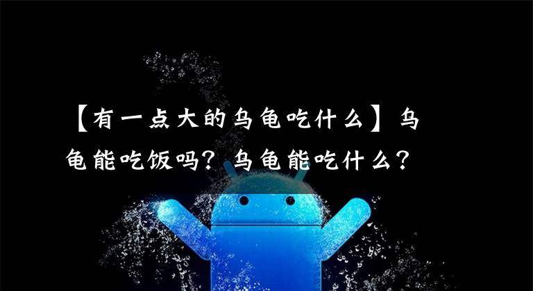 【有一点大的乌龟吃什么】乌龟能吃饭吗？乌龟能吃什么？