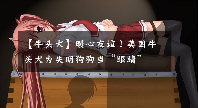 【牛头犬】暖心友谊！美国牛头犬为失明狗狗当“眼睛”