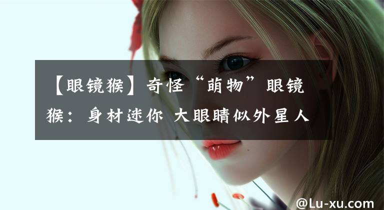 【眼镜猴】奇怪“萌物”眼镜猴：身材迷你 大眼睛似外星人(图)