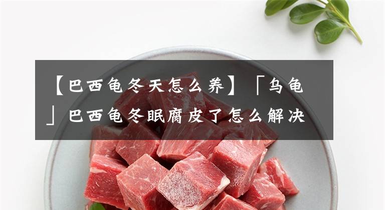 【巴西龟冬天怎么养】「乌龟」巴西龟冬眠腐皮了怎么解决啊！有土办法的啊