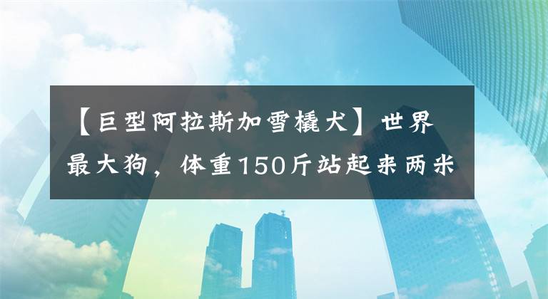 【巨型阿拉斯加雪橇犬】世界最大狗，体重150斤站起来两米多高，被称为“太阳神的犬”