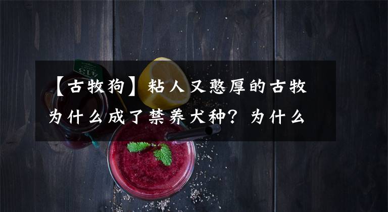【古牧狗】粘人又憨厚的古牧为什么成了禁养犬种？为什么饲养的人越来越少？