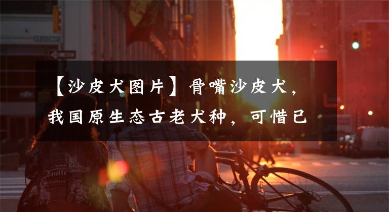 【沙皮犬图片】骨嘴沙皮犬，我国原生态古老犬种，可惜已濒临灭绝