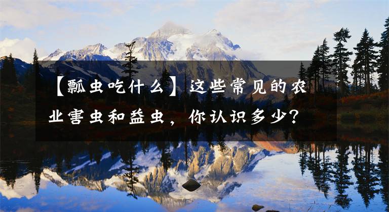 【瓢虫吃什么】这些常见的农业害虫和益虫，你认识多少？