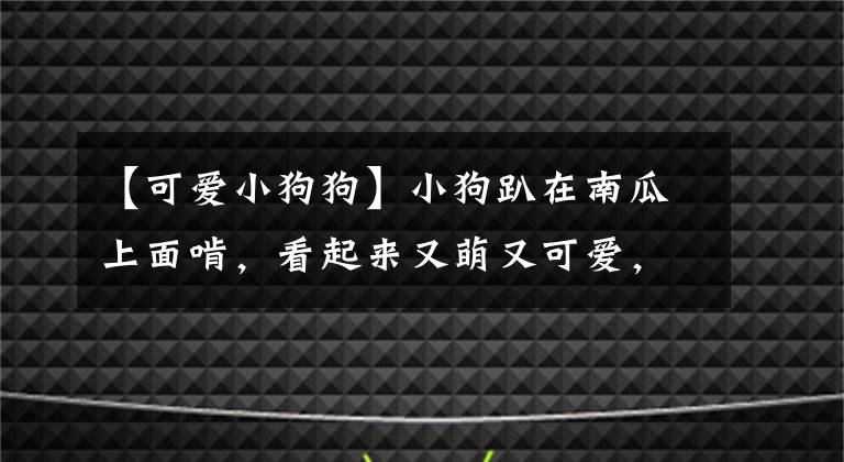 【可爱小狗狗】小狗趴在南瓜上面啃，看起来又萌又可爱，我可以看上一天