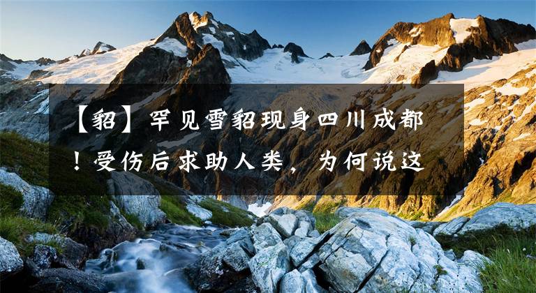 【貂】罕见雪貂现身四川成都！受伤后求助人类，为何说这并不是好事？