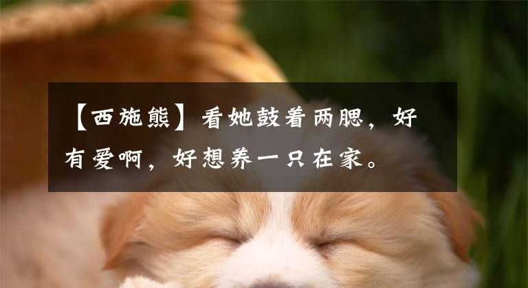 【西施熊】看她鼓着两腮，好有爱啊，好想养一只在家。