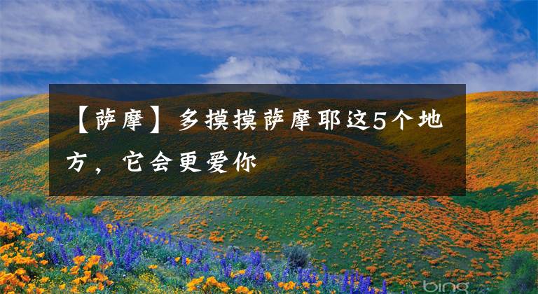 【萨摩】多摸摸萨摩耶这5个地方，它会更爱你