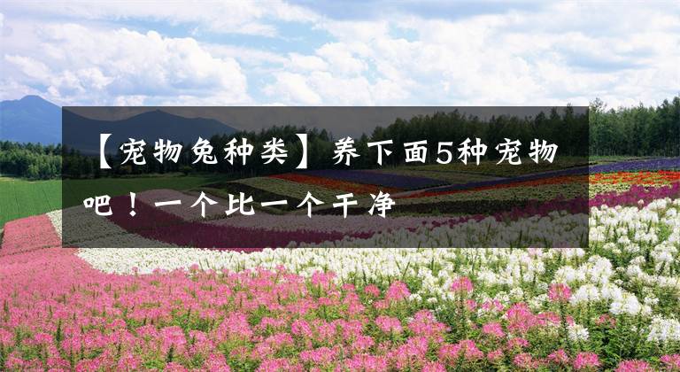 【宠物兔种类】养下面5种宠物吧！一个比一个干净