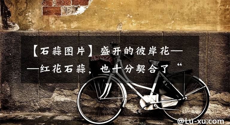 【石蒜图片】盛开的彼岸花——红花石蒜，也十分契合了“地狱花”