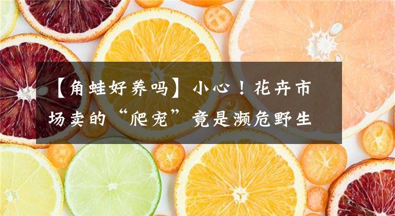 【角蛙好养吗】小心！花卉市场卖的“爬宠”竟是濒危野生动物