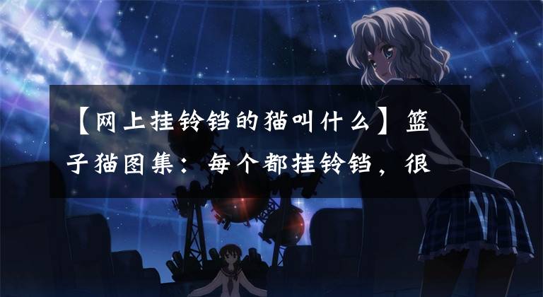 【网上挂铃铛的猫叫什么】篮子猫图集：每个都挂铃铛，很可爱