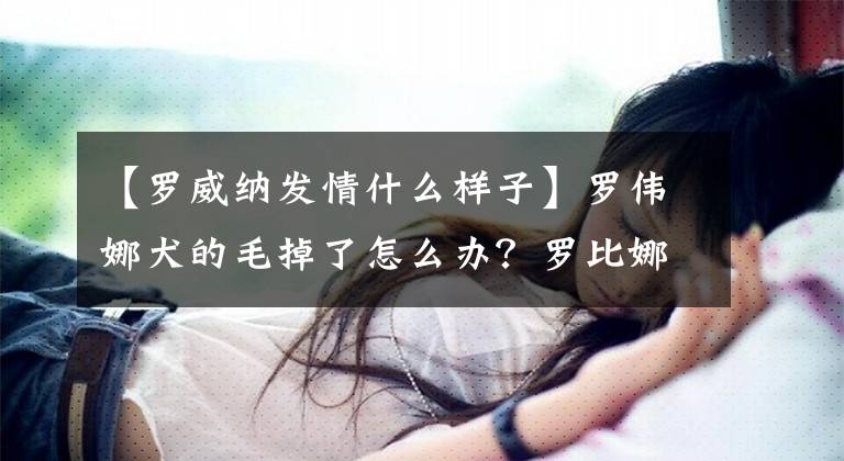 【罗威纳发情什么样子】罗伟娜犬的毛掉了怎么办？罗比娜掉毛的原因及对策。