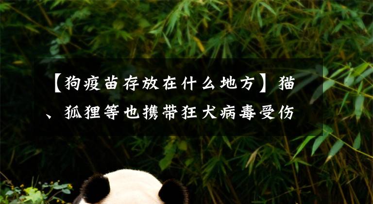 【狗疫苗存放在什么地方】猫、狐狸等也携带狂犬病毒受伤后接种疫苗越快越好