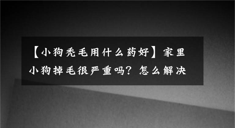 【小狗秃毛用什么药好】家里小狗掉毛很严重吗？怎么解决？