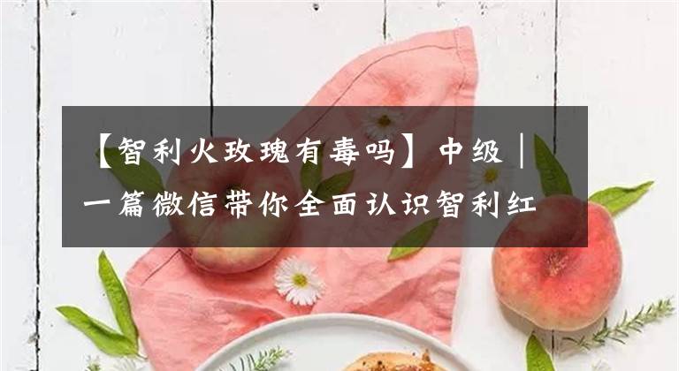 【智利火玫瑰有毒吗】中级｜一篇微信带你全面认识智利红葡萄酒