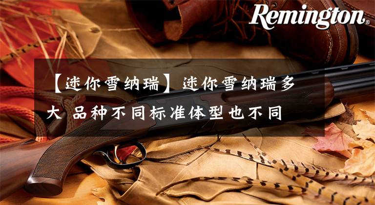 【迷你雪纳瑞】迷你雪纳瑞多大 品种不同标准体型也不同