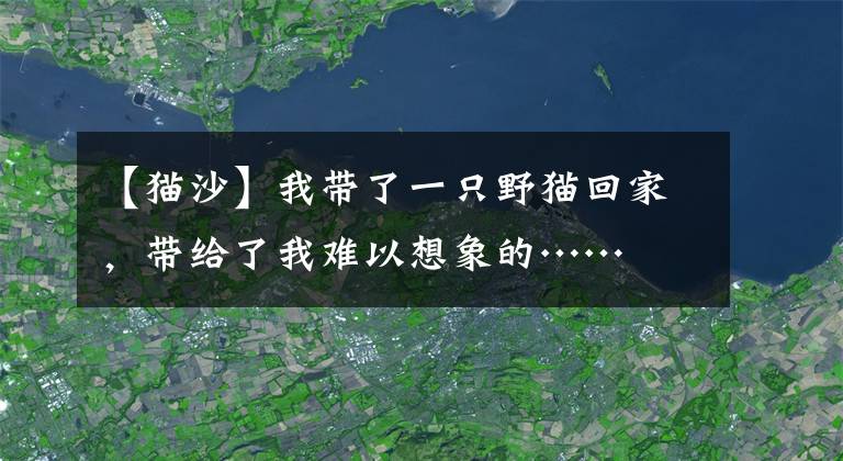 【猫沙】我带了一只野猫回家，带给了我难以想象的……