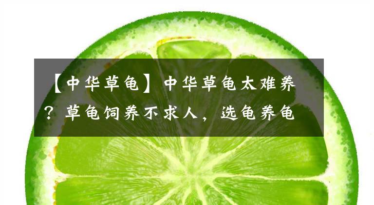 【中华草龟】中华草龟太难养？草龟饲养不求人，选龟养龟全套方法技巧干货分享
