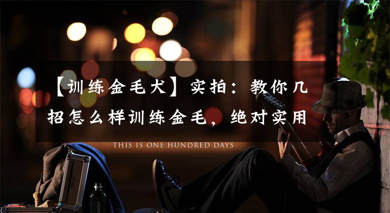 【训练金毛犬】实拍：教你几招怎么样训练金毛，绝对实用，效果显著