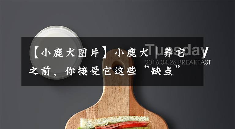 【小鹿犬图片】小鹿犬｜养它之前，你接受它这些“缺点”了吗