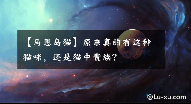 【马恩岛猫】原来真的有这种猫咪，还是猫中贵族？