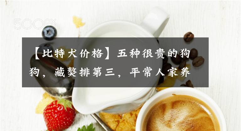 【比特犬价格】五种很贵的狗狗，藏獒排第三，平常人家养不起