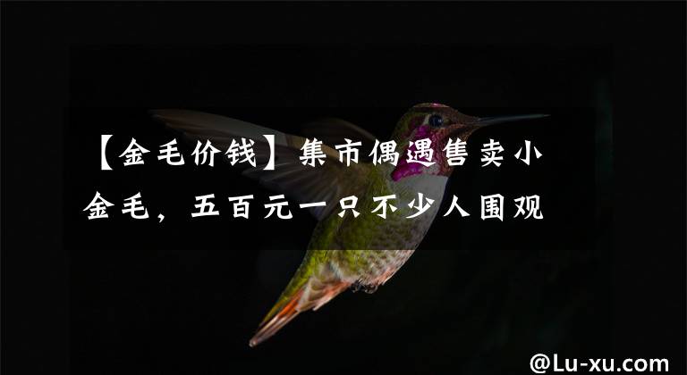 【金毛价钱】集市偶遇售卖小金毛，五百元一只不少人围观！