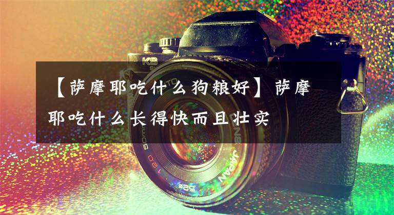 【萨摩耶吃什么狗粮好】萨摩耶吃什么长得快而且壮实