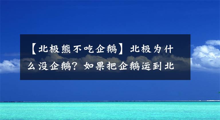 【北极熊不吃企鹅】北极为什么没企鹅？如果把企鹅运到北极会怎样？还真有人这样干过