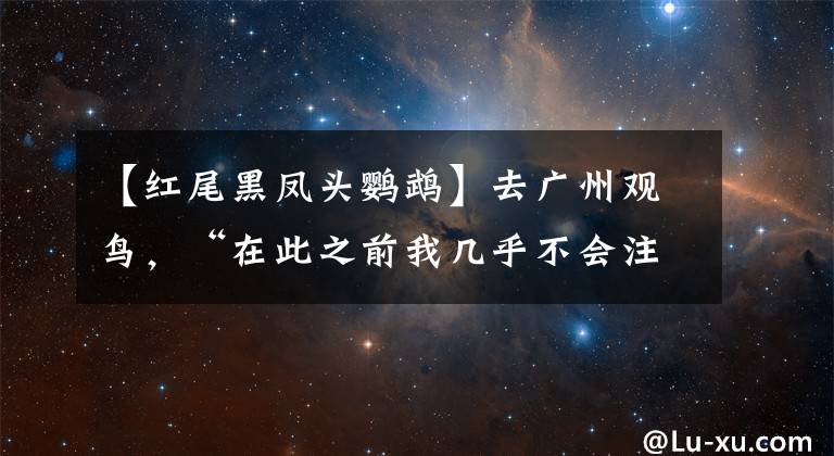 【红尾黑凤头鹦鹉】去广州观鸟，“在此之前我几乎不会注意它们，随着对他们的认识，我一天比一天快乐”