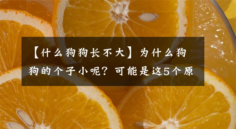 【什么狗狗长不大】为什么狗狗的个子小呢？可能是这5个原因造成的，宠主要重视