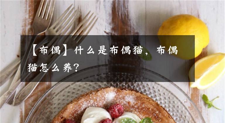 【布偶】什么是布偶猫，布偶猫怎么养？
