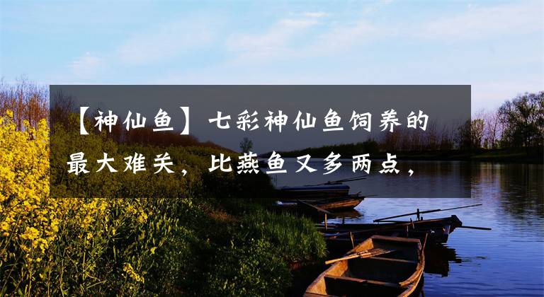 【神仙鱼】七彩神仙鱼饲养的最大难关，比燕鱼又多两点，一般人掌握不好