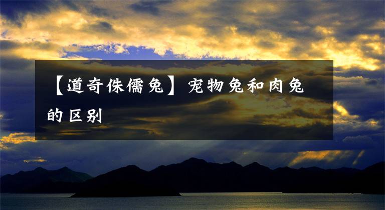 【道奇侏儒兔】宠物兔和肉兔的区别