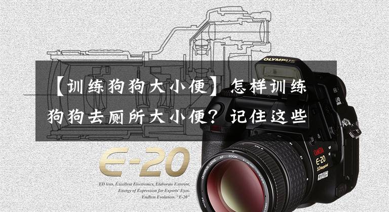 【训练狗狗大小便】怎样训练狗狗去厕所大小便？记住这些，新手主人也能学会