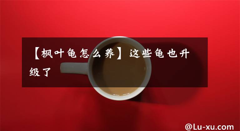 【枫叶龟怎么养】这些龟也升级了