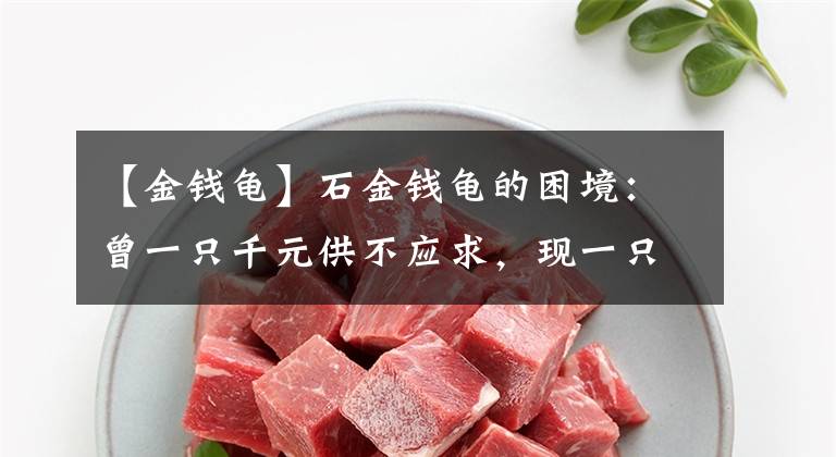【金钱龟】石金钱龟的困境：曾一只千元供不应求，现一只3元，为何跌这么狠