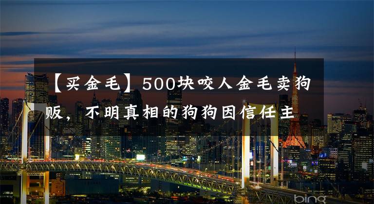 【买金毛】500块咬人金毛卖狗贩，不明真相的狗狗因信任主人，狗市里撒欢