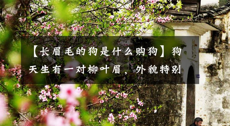 【长眉毛的狗是什么购狗】狗天生有一对柳叶眉，外貌特别清秀，看起来像人画的