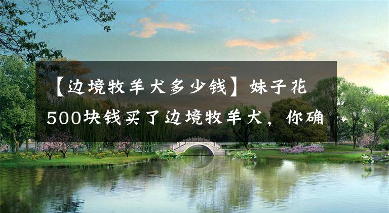 【边境牧羊犬多少钱】妹子花500块钱买了边境牧羊犬，你确定你不是买了个小狗熊？